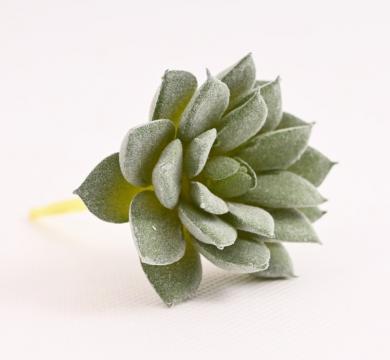 echeveria-9-x-7-cm-zelena_10008_24228.jpg