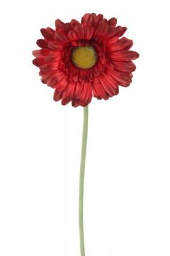 gerbera-57-cm-cervena_10150_25066.jpg