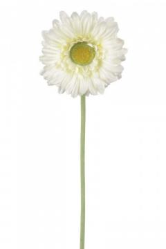 gerbera-57-cm-maslova_10132_24982.jpg