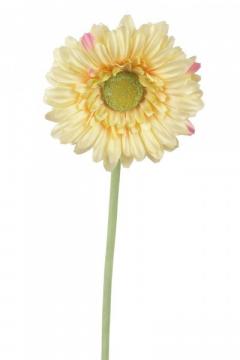 gerbera-57-cm-zluta_10147_25057.jpg