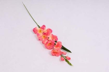 gladiol-76-cm-ruzovy_8624_16576.jpg