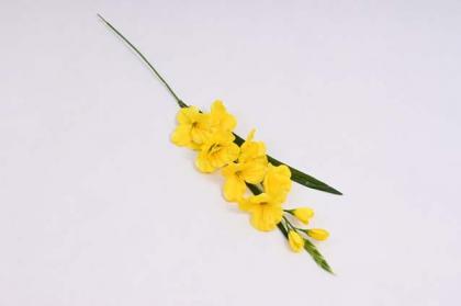 gladiol-76-cm-zluty_8623_16573.jpg