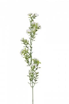 gypsophila-56-cm-bila_9812_23459.jpg