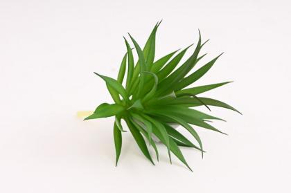 haworthia-13-x-16-cm-svetle-zelena_9625_22125.jpg