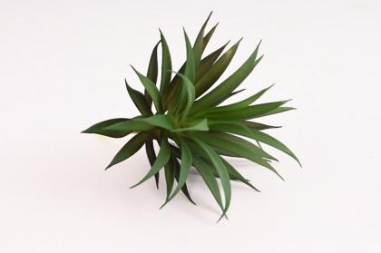 haworthia-13-x-16-cm-tmave-zelena_9624_22121.jpg