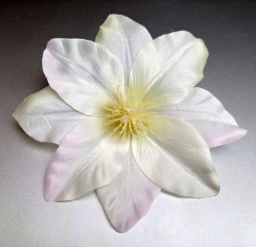kvet-clematis-12-cm-smetanovy_10114_24876.jpg
