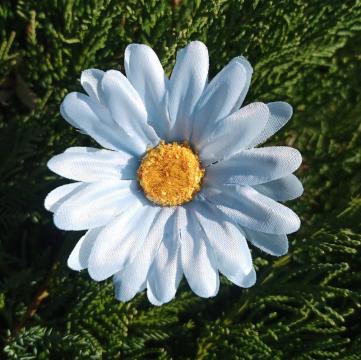 kvet-kopretina-6-cm-svetle-modra_10117_24896.jpg