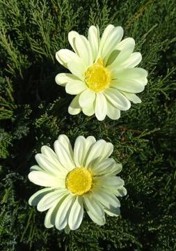 kvet-kopretina-9-cm-svetle-zelena_10123_24947.jpg