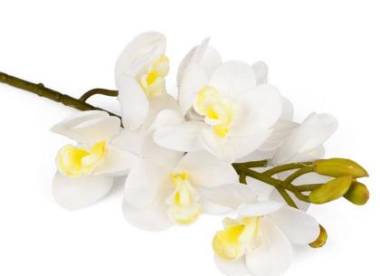 orchidej-8-kvetu-62-cm-bila_11382_31175.jpg