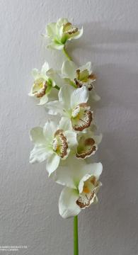orchidej-cymbidium-82-cm-bilo-zelena_11410_31242.jpg