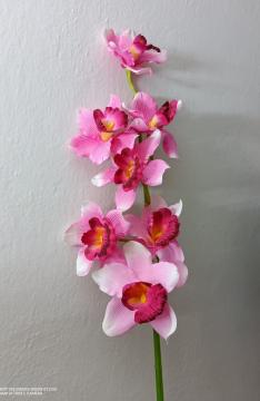 orchidej-cymbidium-82-cm-ruzova_11408_31230.jpg