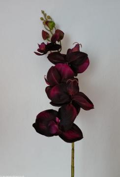 orchidej-phalaenopsis-92-cm-tmave-fialova_11409_31235.jpg