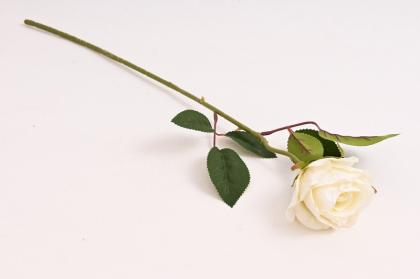 ruze-50--cm--kremova_12085_34878.jpg