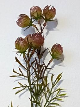 umely-bodlakl-49-cm-hneda_11590_32047.jpg