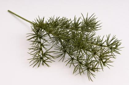 vetevicka-cedru-37-cm_11597_32117.jpg