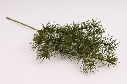 vetevicka-cedru-50-cm_11598_32119.jpg