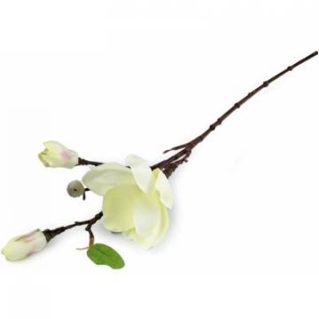 vetvicka-magnolie-zlutozelena_8350_15696.jpg