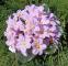 africka-fialka-26-cm-svetle-ruzova_9525_21091.jpg