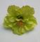 kvet-ibiseku-12-cm--zeleny_9509_20903.jpg