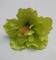 kvet-ibiseku-12-cm--zeleny_9509_20904.jpg