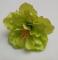 kvet-ibiseku-12-cm--zeleny_9509_20905.jpg