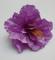 kvet-ibiseku-12-cm-fialova_9507_20885.jpg