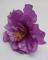 kvet-ibiseku-12-cm-fialova_9507_20887.jpg