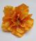kvet-ibiseku-12-cm-oranzovy_8688_20859.jpg