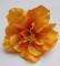 kvet-ibiseku-12-cm-oranzovy_8688_20860.jpg