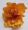kvet-ibiseku-12-cm-oranzovy_8688_20863.jpg