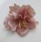 kvet-ibiseku-12-cm-staroruzovy-s-nadechem-do-fialova_9513_20936.jpg
