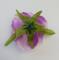 kvet-ruze-scarlet-6-cm-fialova_9504_20845.jpg