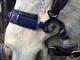 ramena-hackamore_6291_10996.jpg