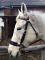 ramena-hackamore_6291_10997.jpg