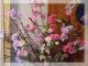 sakura-vetev_7933_14503.jpg