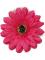 Gerbera 13 cm, cyklamenová 