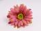 Gerbera 9 cm, růžovo-zelená 