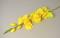 Gladiola 76 cm žlutá 