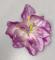 Květ amarylis 9 cm růžový 