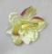 Květ amarylis 9 cm žlutozelená 