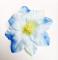 Květ clematis 12 cm sv. modrý 