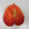 Květ nnthurium 13 cm červenooranžový 