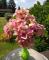 Kytice hortenzie 48 cm krémovo růžová 