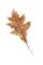 List dubu podzimní 23 cm, žluto-hnědý 
