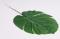 List monstera 60 cm 