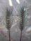 List palmy 60 cm, zeleno-šedý 