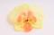 Orchidej vazbová - Phalaenopsis 8 cm, světle žlutá 