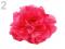 Ozdoba růže průměr 7 cm 230976 - jahodová světlá 