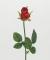 Růže 44 cm červená 
