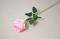 Růže, 52 cm, světle růžová  